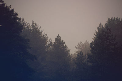 Trees in forest against sky