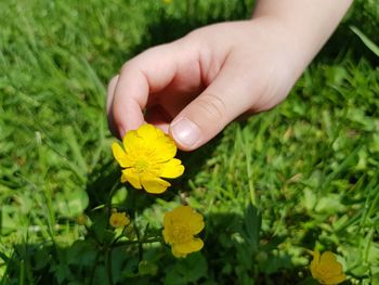 Close-up of hand holding yellow flower