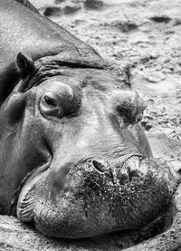 Close-up of a horse