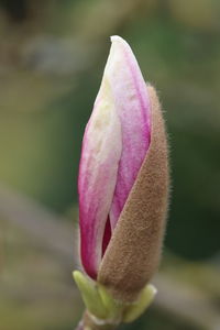 Close-up of pink rose flower