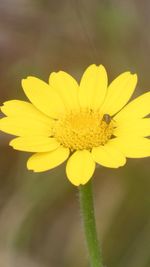 Close-up of yellow flowering plant