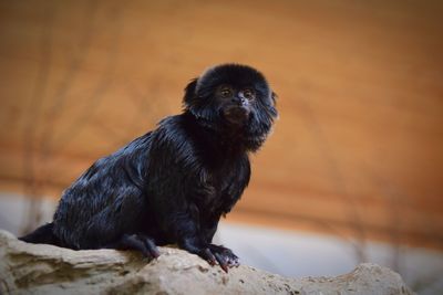 Portrait of black dog sitting on floor