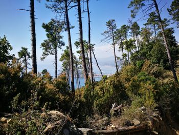 Low angle view of trees in forest against sky