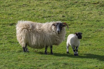 Sheep grazing on grassy field
