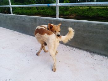 High angle view of dog standing on footpath