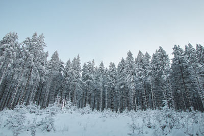 Spruce forest covered with fresh snow. frosty evening in beskydy mountains, czech republic