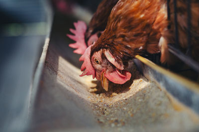 Close-up of a bird