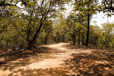Dirt road passing through forest