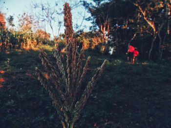 Person on field against trees in forest