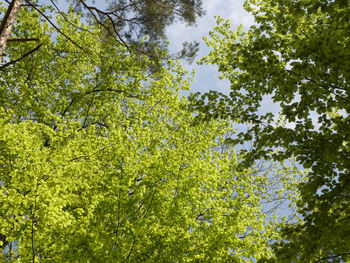 Low angle view of trees in forest against sky