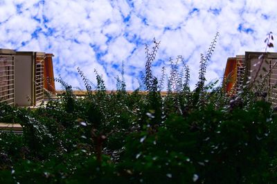 Low angle view of flowering plants and buildings against sky