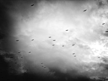 Low angle view of birds flying in sky