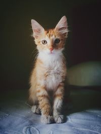 Portrait of kitten sitting at bed