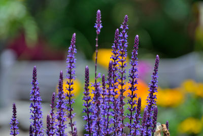 Close-up of purple flowering plant