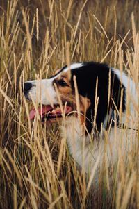 View of dog on field