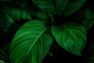 Full frame shot of green leaves