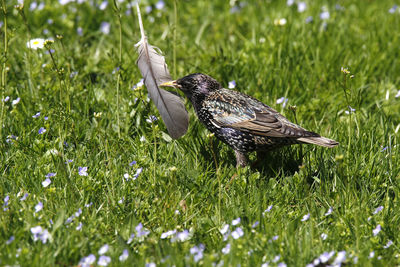Young starling bird running through the grass with feather in beak