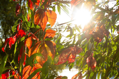 Low angle view of orange tree