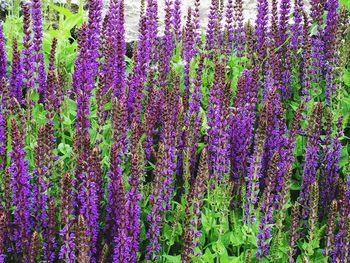 Full frame shot of purple flowers