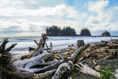 Driftwood on beach against sky