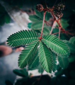 Close-up of leaves on tree