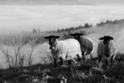 Sheep in a field