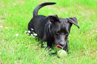 Dog relaxing on grassy field