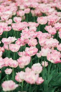 Close-up of pink flowering plants