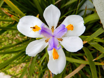 Close-up of white crocus flowers