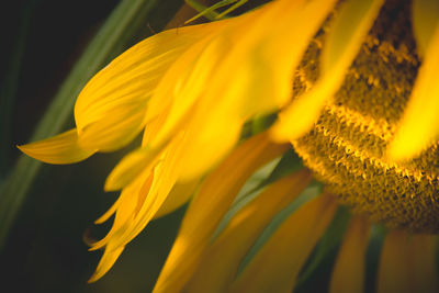 Sunflower close up