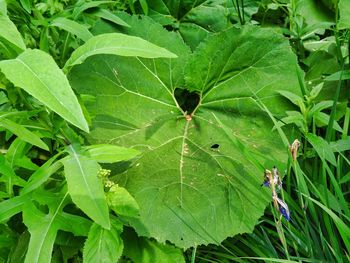 High angle view of insect on leaf