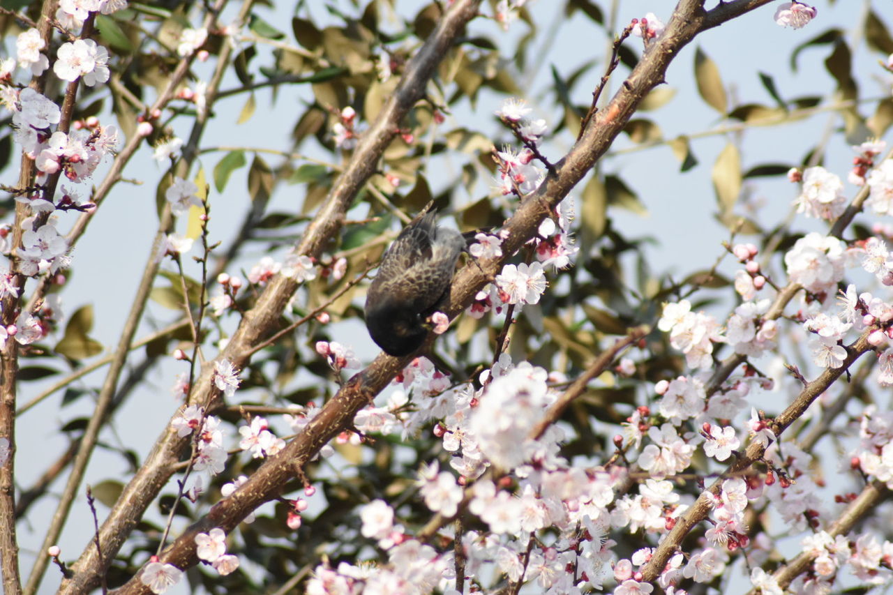 CHERRY BLOSSOM TREE