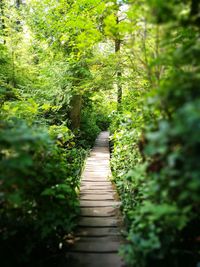 Footpath amidst plants in forest