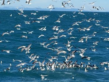 Seagulls flying over sea against blue sky