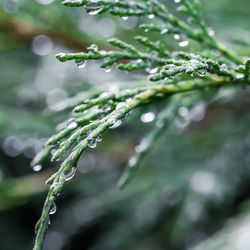 branch