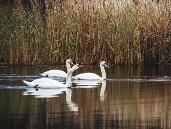 Swans swimming in lake