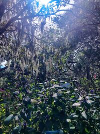 Plants and trees in forest