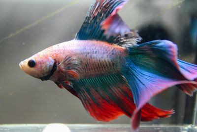 Close-up of fish swimming in sea