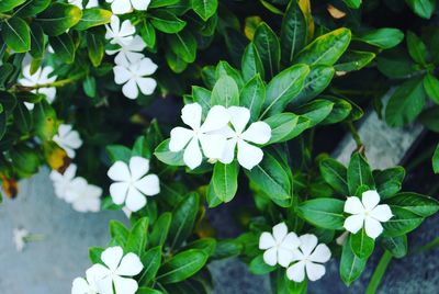 Close-up of white flowers blooming outdoors