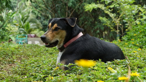 Dog looking away