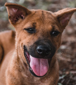 Close-up portrait of dog