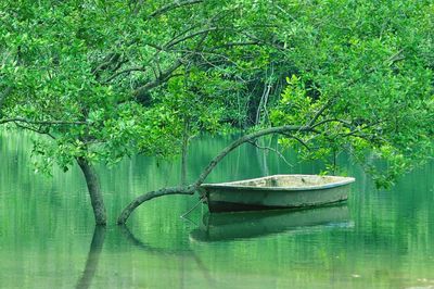 Green floating on water in lake
