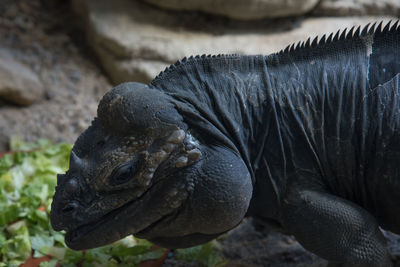 Close-up of turtle in water