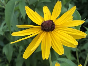 Close-up of yellow flower