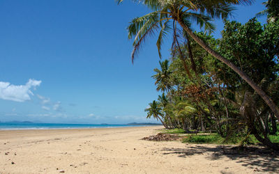 Palm trees on beach against blue sky