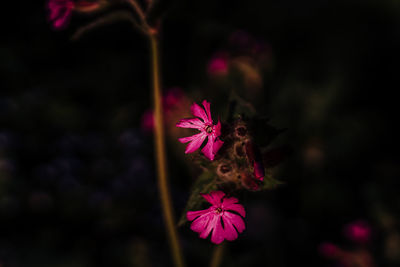 Close-up of pink flowering plant