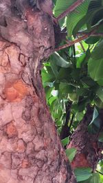 Close-up of tree trunk