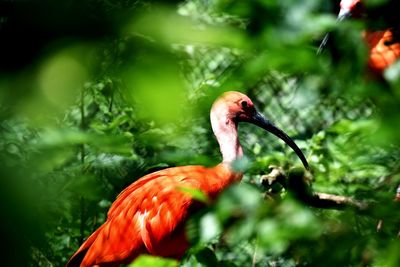 Close-up of bird in water