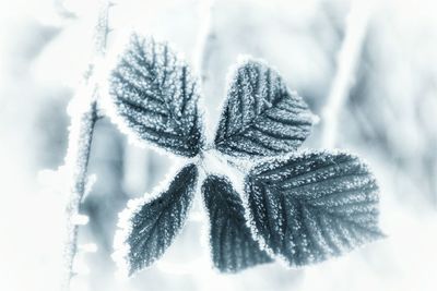 Close-up of frozen tree during winter