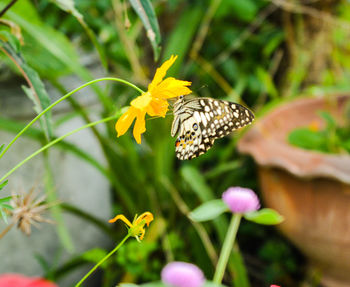 Close-up of butterfly on yellow flower